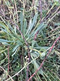 Image result for Corrigiola