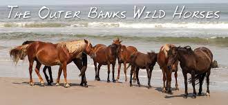 Wild Horses