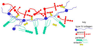 They have inplane as well as out. Connective Tissue The Histology Guide