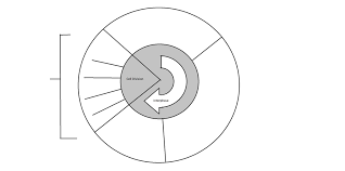 Chromosomes Cell Division Cycle And Cancer Diagram Quizlet