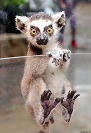 Ring Tailed Lemur In Korea Photo By In Cherl Kim Floridapfe Via Flickr Cute Animals Animals Wild Animals