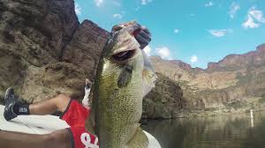 How far can you get it to slide underwater? Megabass I Slide 262t Swimbait Doing Work Youtube