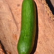 Image result for Cucumis sativus
