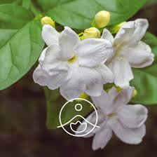 Image result for Jasminum sambac