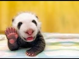 A male camel reaches maturity by age six. Name Of Baby Animals In English Hindi Youtube