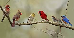 Blue Birds That Look Like Cardinals Cardinal Bird Variations Google Search Bird Species Backyard Birds Blue Bird Art