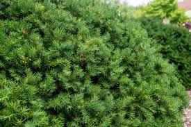 With such a huge deer population, and the need for privacy, we carry appeal: 10 Best Evergreens For Privacy Screens And Hedges