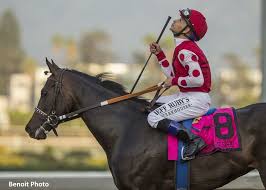 Two Noses Shy Of Being Unbeaten Trainer Bill Spawr S Midnight Bisou Put It All Together On Sunday At Santa Anita As She Horses Horse Racing Thoroughbred Horse