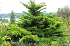 Image result for Cupressus macrocarpa