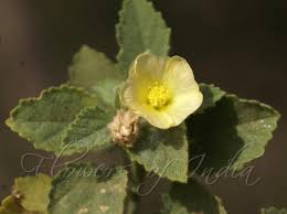 Image result for Sida veronicifolia