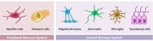 Image result for which types of glial cells are found in the peripheral nervous system course hero