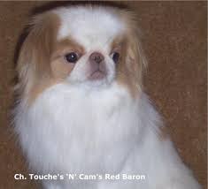 The most common japanese chin puppy material is ceramic. Japanese Chin