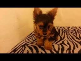 We did not find results for: Teacup Yorkies For Sale In Texas Fort Worth 07 2021