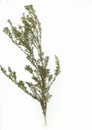 Image result for Phylica emirnensis