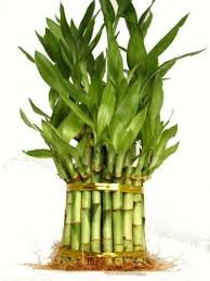 Also, keep it away from any cold drafts. Amazon Com 9greenbox 3 Tier 4 6 8 Top Quality Lucky Bamboo For Feng Shui Total About 38 Stalks Garden Outdoor