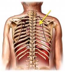 For example, back rib damage could also cause pain that wraps around your ribs to the front of your chest and breastbone. Knots Under Shoulder Blade The Barefoot Method Barefoot Massage Trainings