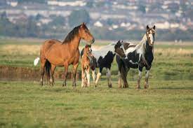 Black Wild Horses Running Wallpaper Beautiful Black Wild Horses Horses Wild Horse Pictures Beautiful Horses Wild