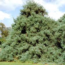 Image result for Afrocarpus