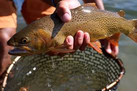 Best Trout Fishing in Idaho Including Brown Trout Fishing