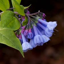 Virginia Bluebells Virginia Bluebells Bluebells Spring Garden