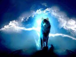 Blue Wolf Snow Wolf Wolf Pictures Animals