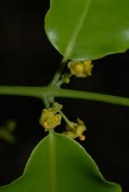 Image result for Hippocratea indica