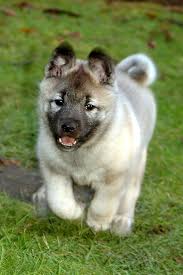 Image result for norwegian elkhound grey
