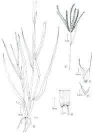 Image result for Chloris gayana