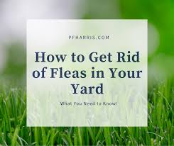 Keeping your grass and shrubs cut short allows sunlight to light things up ticks like tall grass and yard waste as well as old furniture and trash in the yard where they can hide. How To Get Rid Of Fleas In Your Yard Pf Harris