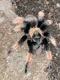 Image result for Emilia brachycephala