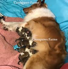 Icelandic sheepdog complete owners manual. Puppies In Texas Old Time Scotch Collie Association