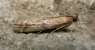 Image result for Altenia scriptella