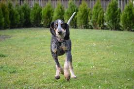 Image result for malý modrý gaskoňský honič