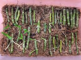 Image result for orchid cuttings