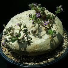 Image result for Raphionacme hirsuta