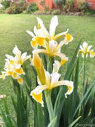 So you can give this to someone who's a friend, but. Interesting Meaning And Symbolism Of Iris Flower And Tattoo Florgeous