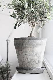 Guide To Growing Olive Trees Indoors Homesthetics Inspiring Ideas For Your Home Growing Olive Trees Plants Olive Tree