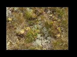 150 meter vom wörthersee, einem der schönsten seen österreichs, entfernt im idyllischen ort reifnitz. Spiekeroog Haus Wolfgang 7 14 Juni 2014 Youtube