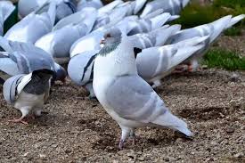 Pigeon Hayvan Kus Kumes