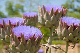 Image result for Cynara cardunculus