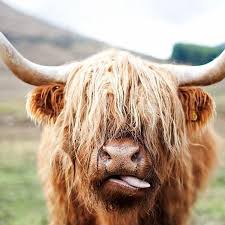 Is There An Ox In Your Stable Defeating Mediocrity