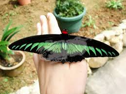 Check out the butterflies at the butterfly farm. Cameron Highlands Butterfly Farm