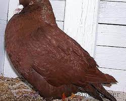 Alcune razze di gatti sono tipicamente indipendenti e distaccate, anche se sono state allevate dalla stessa persona sin da quando sono nate; Allevamento Di Razze Da Carne Allevamento Di Pollame