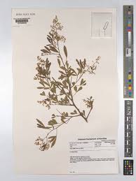 Image result for Searsia ciliata