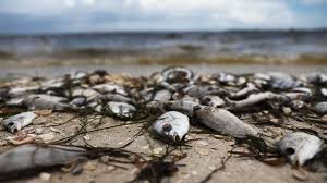 Red Tide Toxic Algae In Florida Spark Health Warnings