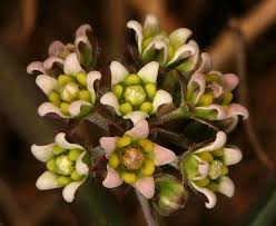 Image result for Glossostelma