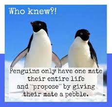 I love the kanye west, i respect the kanye west, but his wife look like fat penguin. Penguins Only Have One Mate Penguin Love Quotes Penguins Penguin Love