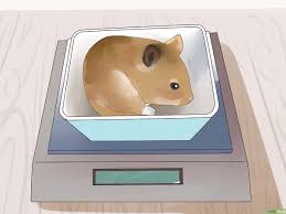 Hamster Futtern 9 Schritte Mit Bildern Wikihow