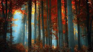 Download the perfect aesthetic forest pictures. Aesthetic Forest Hd Wallpapers Wallpaper Cave
