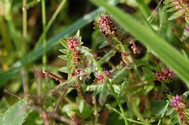 Image result for Ammannia aegyptiaca